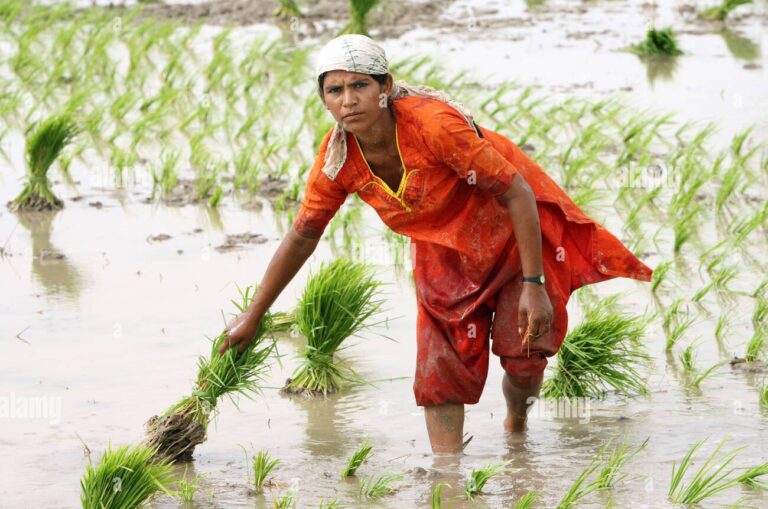 Cultivation Program
