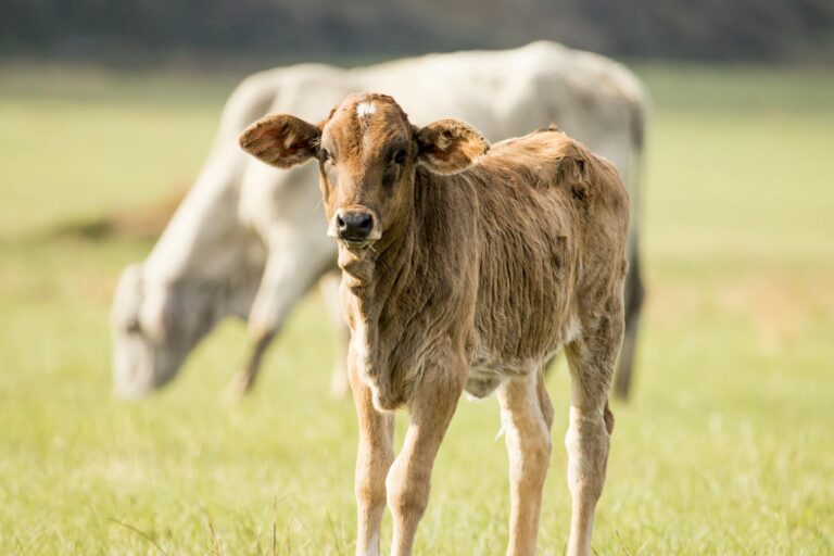 Livestock Program